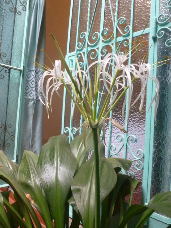 La Casona Azul Bed & Breakfast Lima Ngoại thất bức ảnh